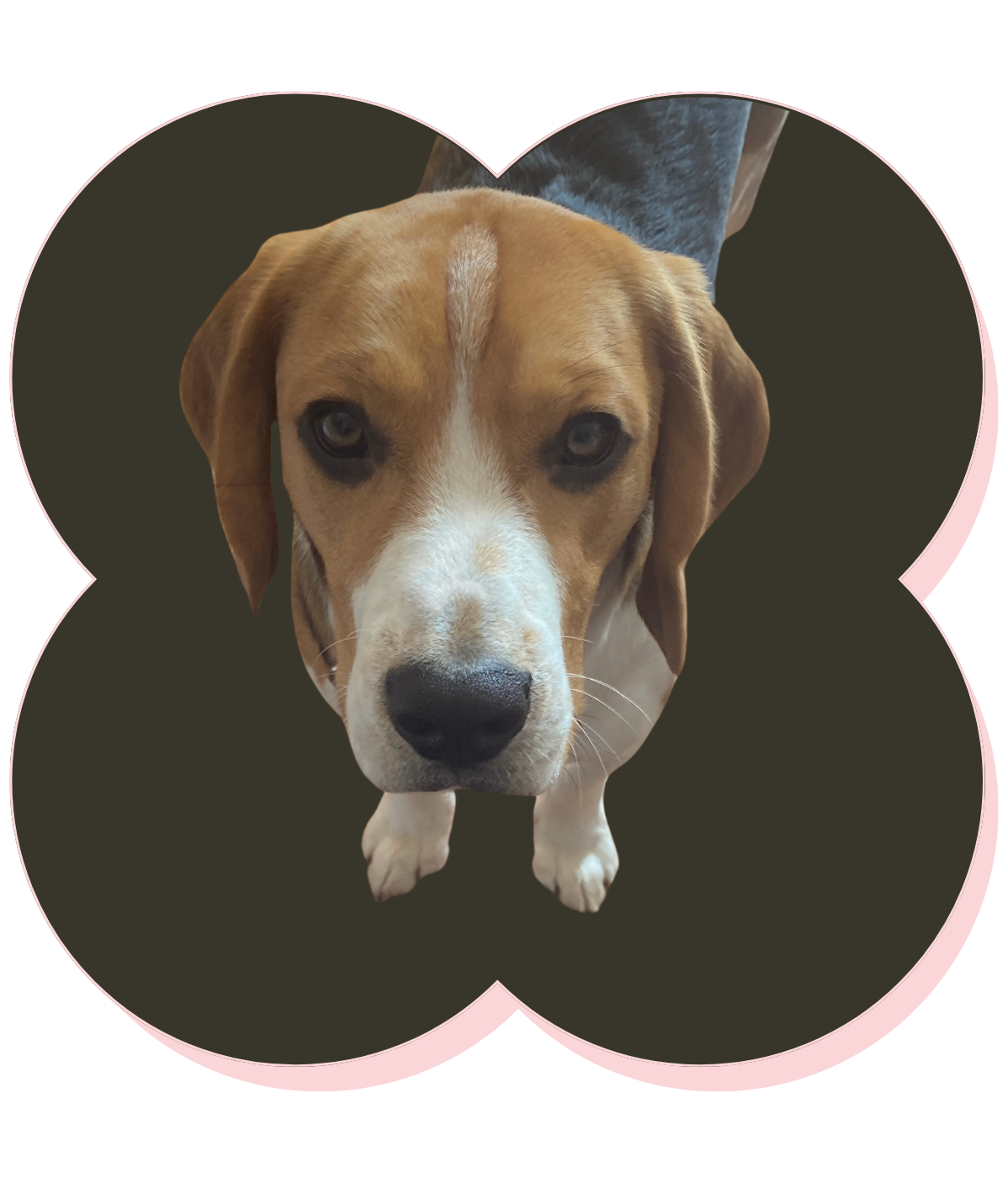 Sammy, mascotte du studio Vogandco, graphiste webdesigner Drôme